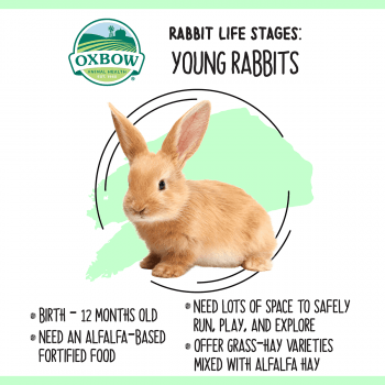 Rabbit Life Cycle Stages: Feeding and Care Tips