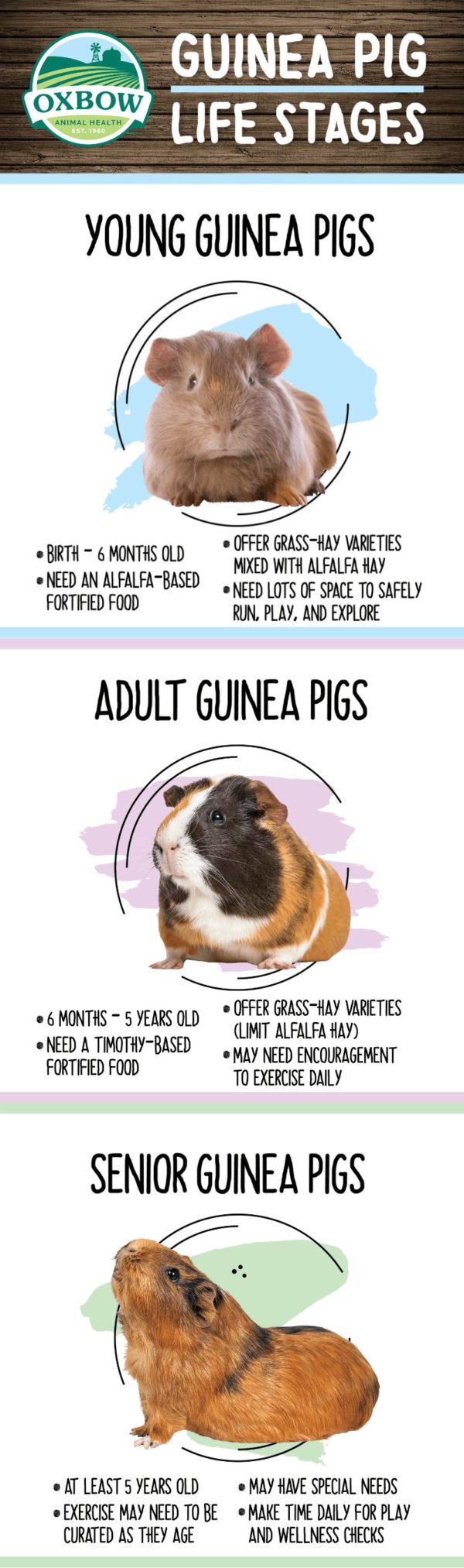 Guinea Pig Life Stages Oxbow Animal Health