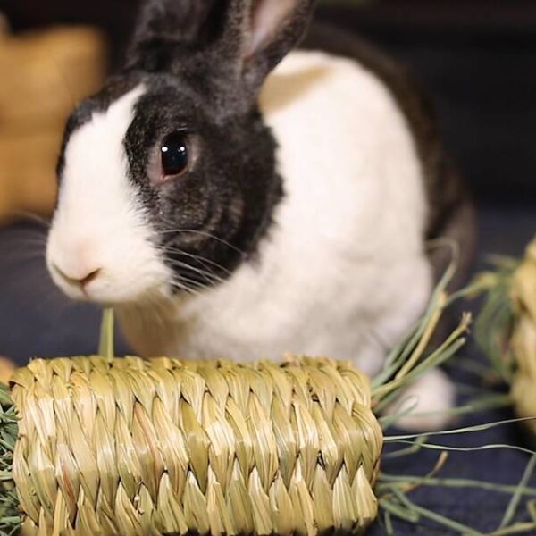 Orchard Grass - Oxbow Animal Health