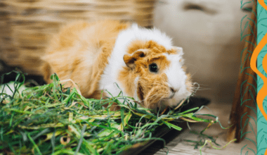 Guinea Pig eating grass