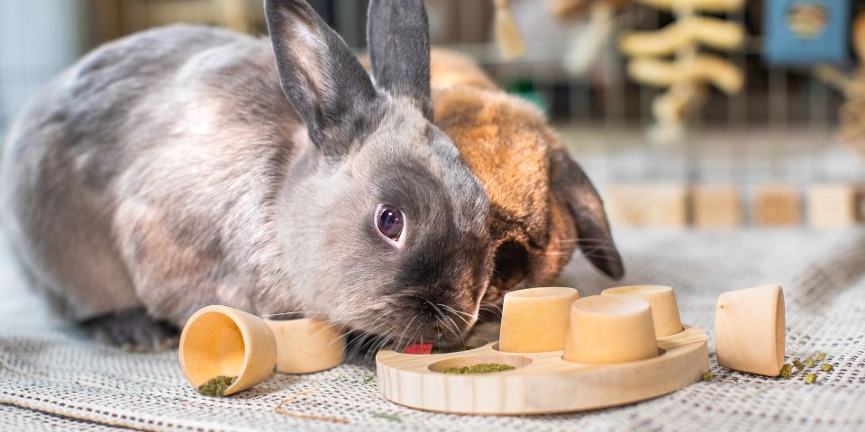 Rabbits eating treats from wooden puzzler
